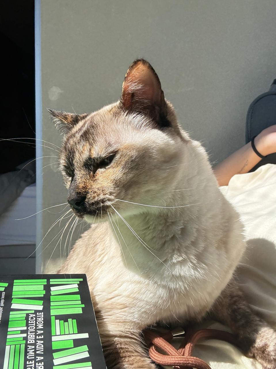 Lisa, gata cinza de olhos claros, em repouso sob luz natural