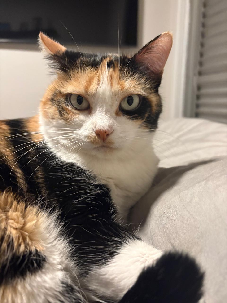 Sophie, gata tricolor deitada, olhando para a câmera
