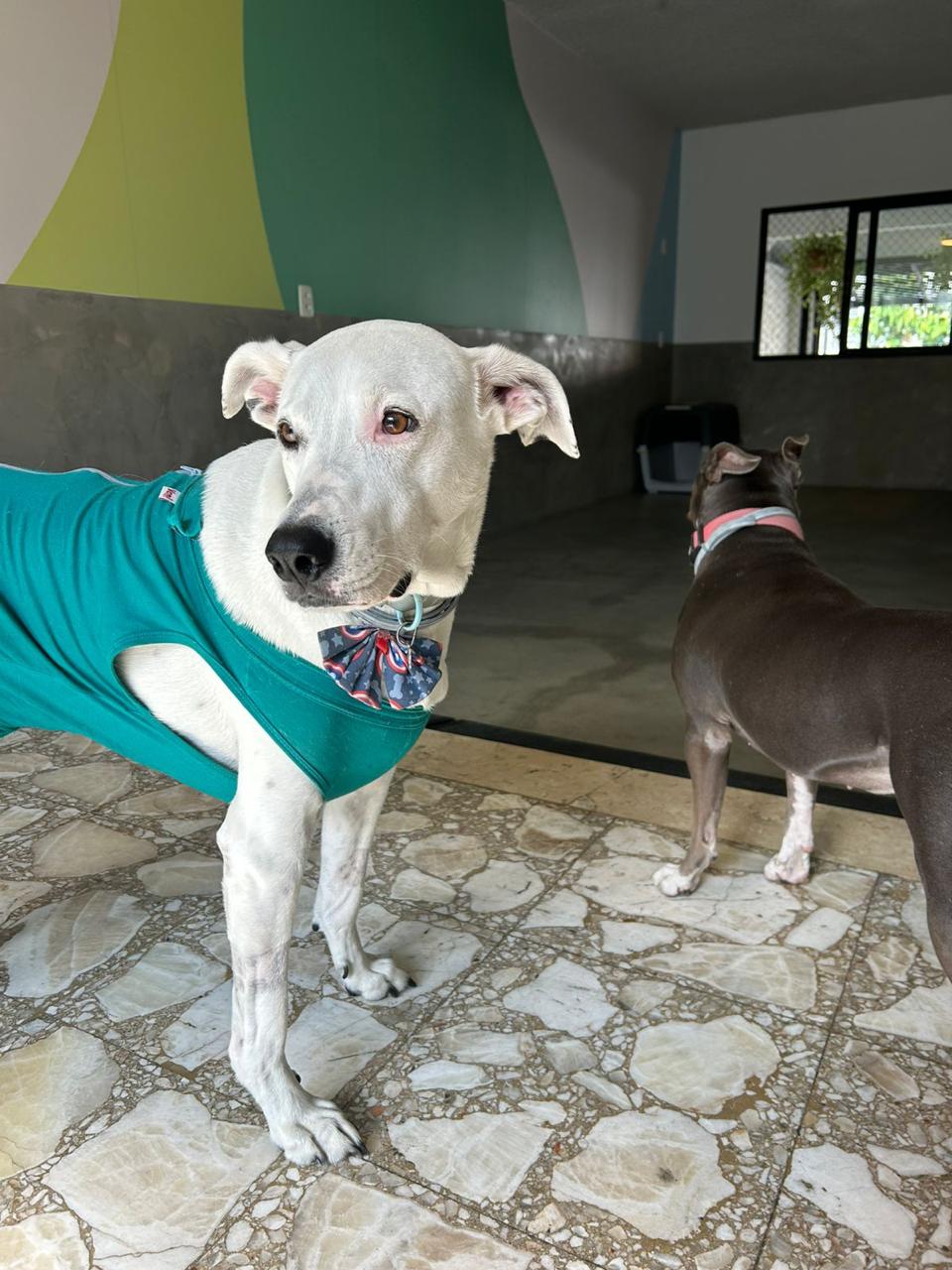 Bruce, cão branco de camiseta verde, em pé olhando para a câmera