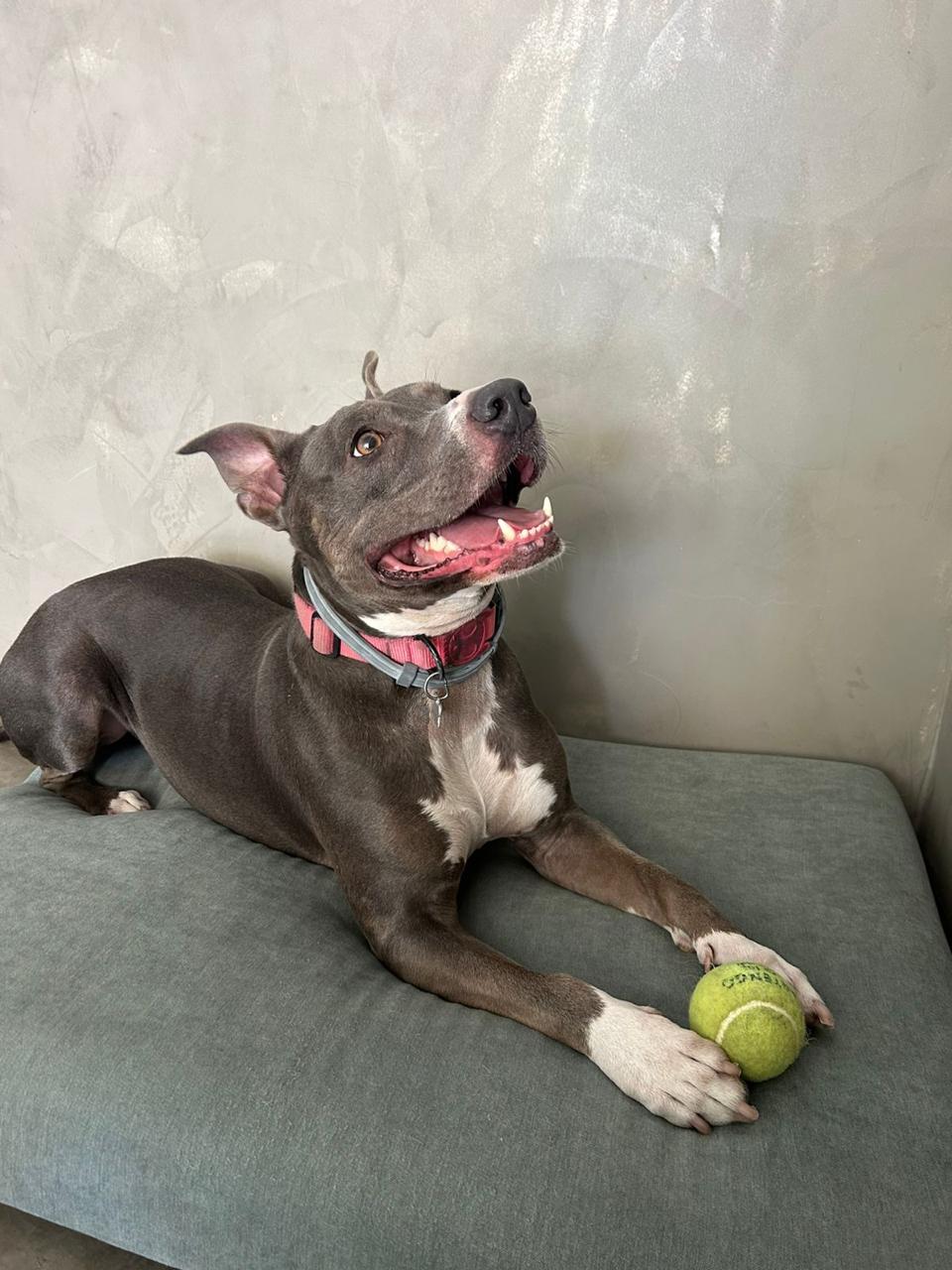 Nala, cadela amstaff cinza e marrom, deitada com uma bola de tênis entre as patas